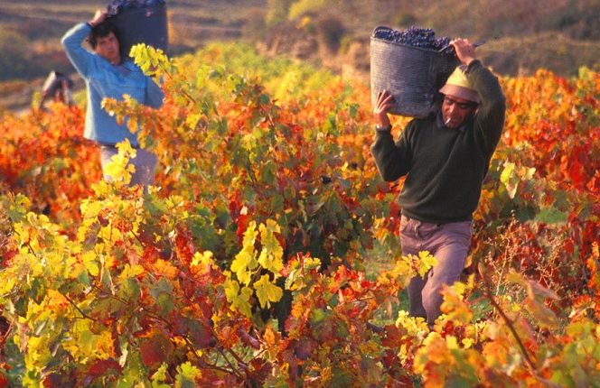 Situación Vitivinícola Presente: Casi nada ha cambiado a pesar de los intentos